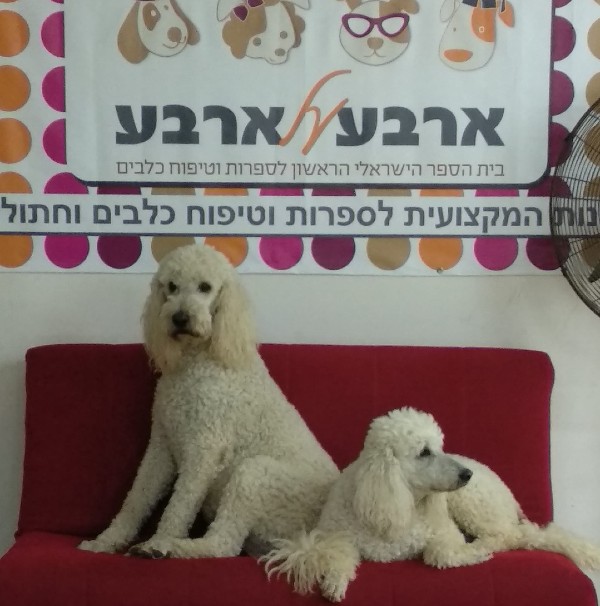 קורסים ללימודי ספרות כלבים בארבע על ארבע